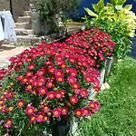 Minuska Con Jardin Y A Tan Solo 10 Min Andando A Llanes