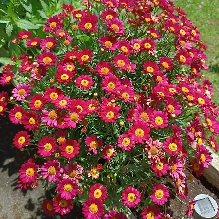 Lejlighed Mar Tu En *